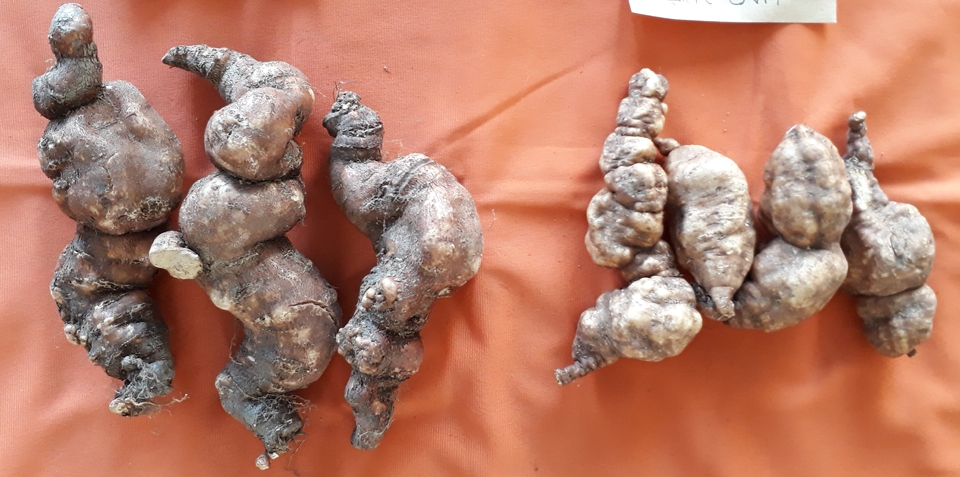 충북도 농업기술원은 기존 품종보다 4배 큰 신품종 하수오 ‘대건’(왼쪽)을 개발했다고 8일 밝혔다.