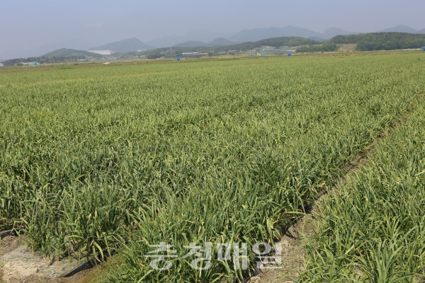 홍성 천수만 간척지에서 재배한 마늘이 수확을 앞두고 있다.