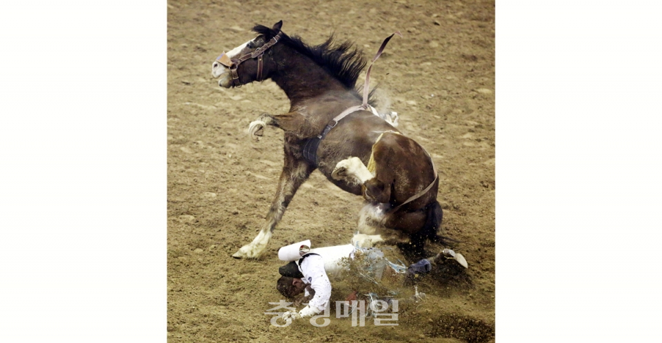 지난 15일(현지시간) 미국 라스베이거스의 전국 로데오경기 결승전 중 ‘안장 없이 타기’ 부문에서 아이오와주 선수가 말 등에서 땅으로 떨어지고 있다.