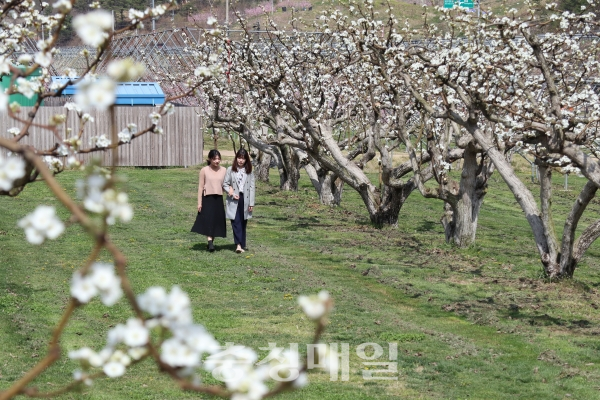영동군 과일나라테마공원을 찾은 관광객들이 100년 역사가 담긴 배꽃 사이를 걸으며 봄을 만끽하고 있다.