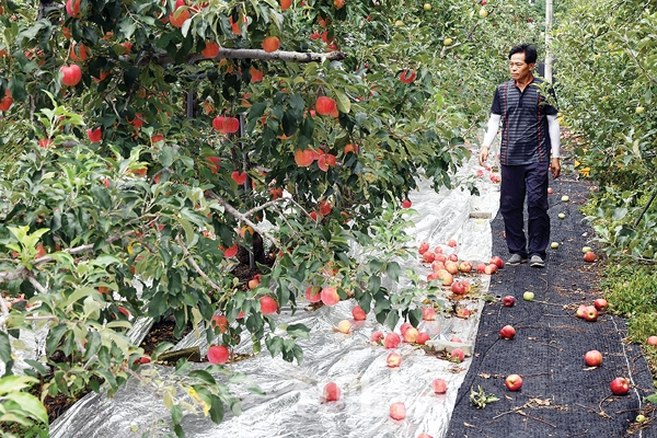지난 8일 충북 청주시 상당구 미원면 한 사과 과수원에서 농장주가 태풍 ‘링링’의 영향으로 떨어진 사과를 보며 지나가고 있다.  충청매일DB