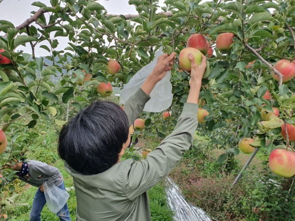 ‘하울링행복바구니’ 회원들은 청주시 수곡동에 위치한 '사랑의울타리 지역아동센터’아이들과 함께 지난 5일 사과따기 체험장에서 사과를 따고있다.