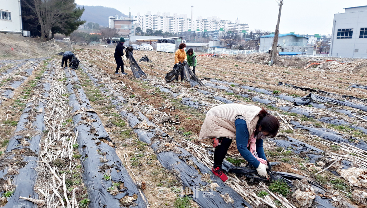 충북 충주시 용산동 향기누리와 새마을부녀회 회원들이 생산적 일손봉사 활동을 실시하고 있다.