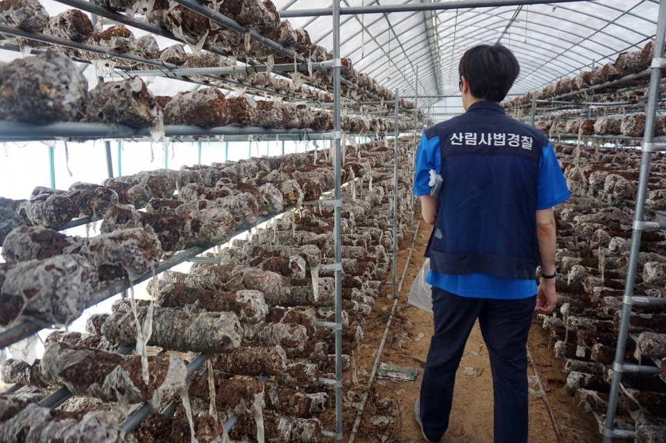 국립품종관리센터가 지난해 버섯 재배지를 방문해 불법유통 단속을 실시하고 있다.