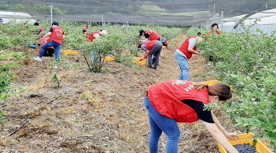 음성군자원봉사센터와 음성 여성단체협의회가 일손이 부족한 군내의 한 블루베리 재배 농가를 찾아 생산적 일손 봉사활동을 펼치고 있다.