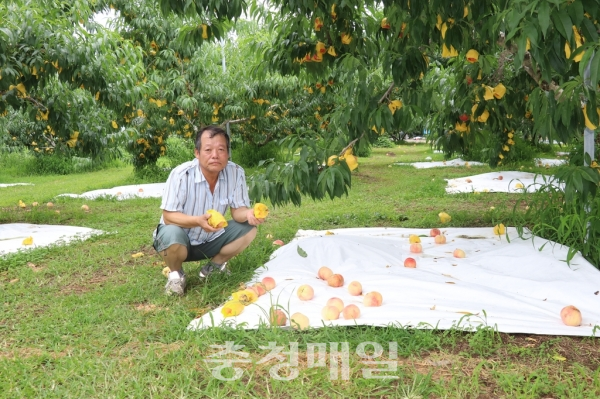 옥천군 옥천읍 서대 1리에서 15년째 복숭아 농사를 짓고 있는 김흥식씨가 땅에 떨어진 복숭아를 들고 망연자실 하고 있다.