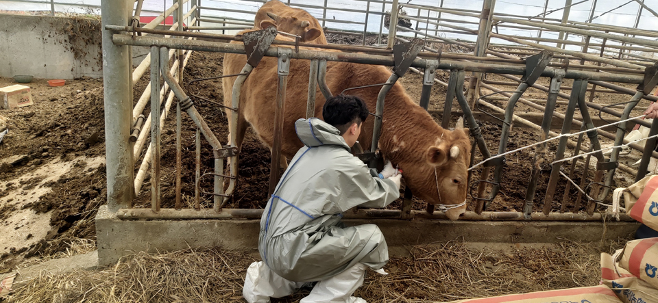 옥천군이 오는 19일부터 6월 11일까지 한·육우의 브루셀라병 발생 예방과 청정화 유지를 위한 일제검사를 실시한다. 사진은 공수의사가 관내 축산농가에서 소에 대한 채혈을 하고 있는 모습.