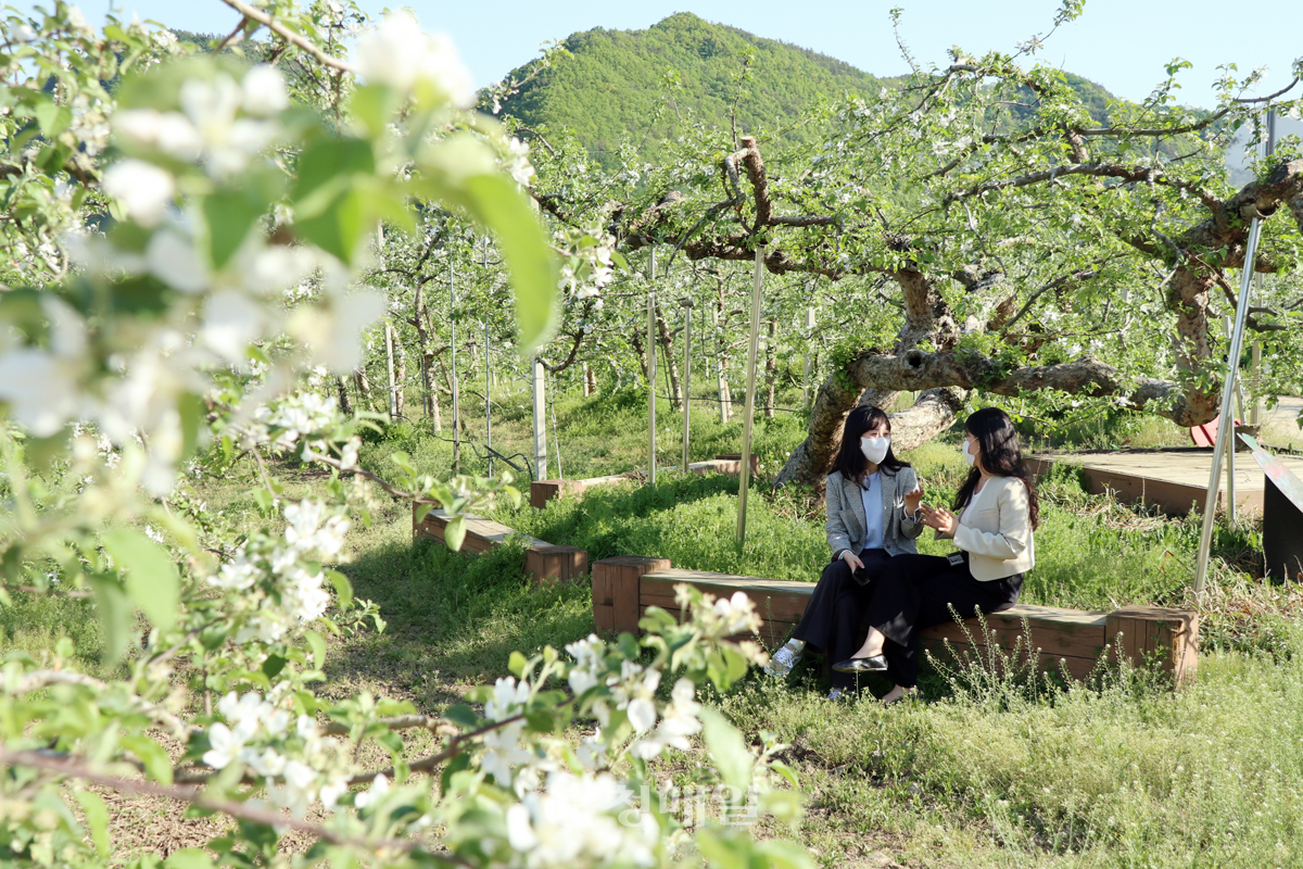 충북 영동지역에 만개한 순백의 사과꽃이 자태를 뽐내고 있다.