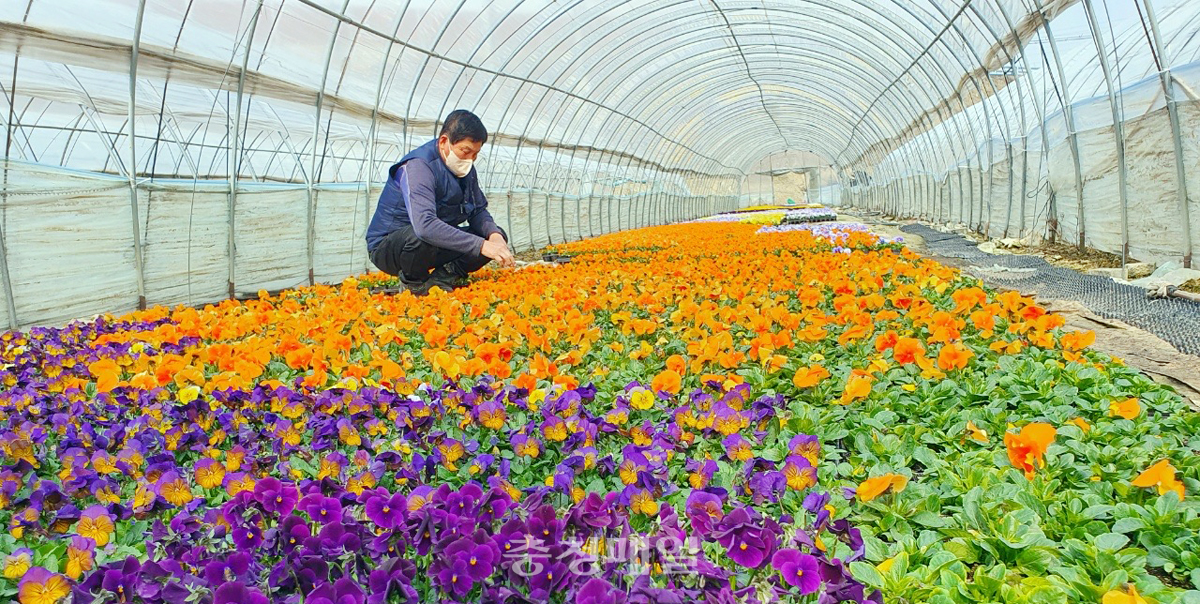 세종시에서 화훼농가를 경영 중인 한 농장주가 국립수목원에 납품할 봄철 꽃묘를 살펴보고 있다.
