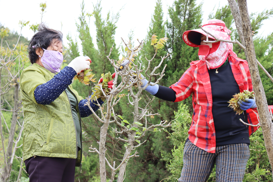 충북 옥천의 참옻 재배농민들이 옻순을 수확하고 있다.