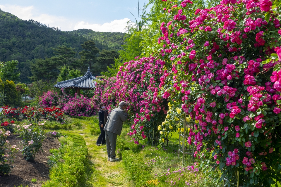 충북 영동군 황간면 노근리평화공원을 찾은 방문객들이 화려하게 핀 꽃을 감상하고 있다.