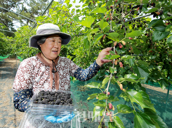 태안군 이원면 한 농가에서 오디를 수확하고 있다.