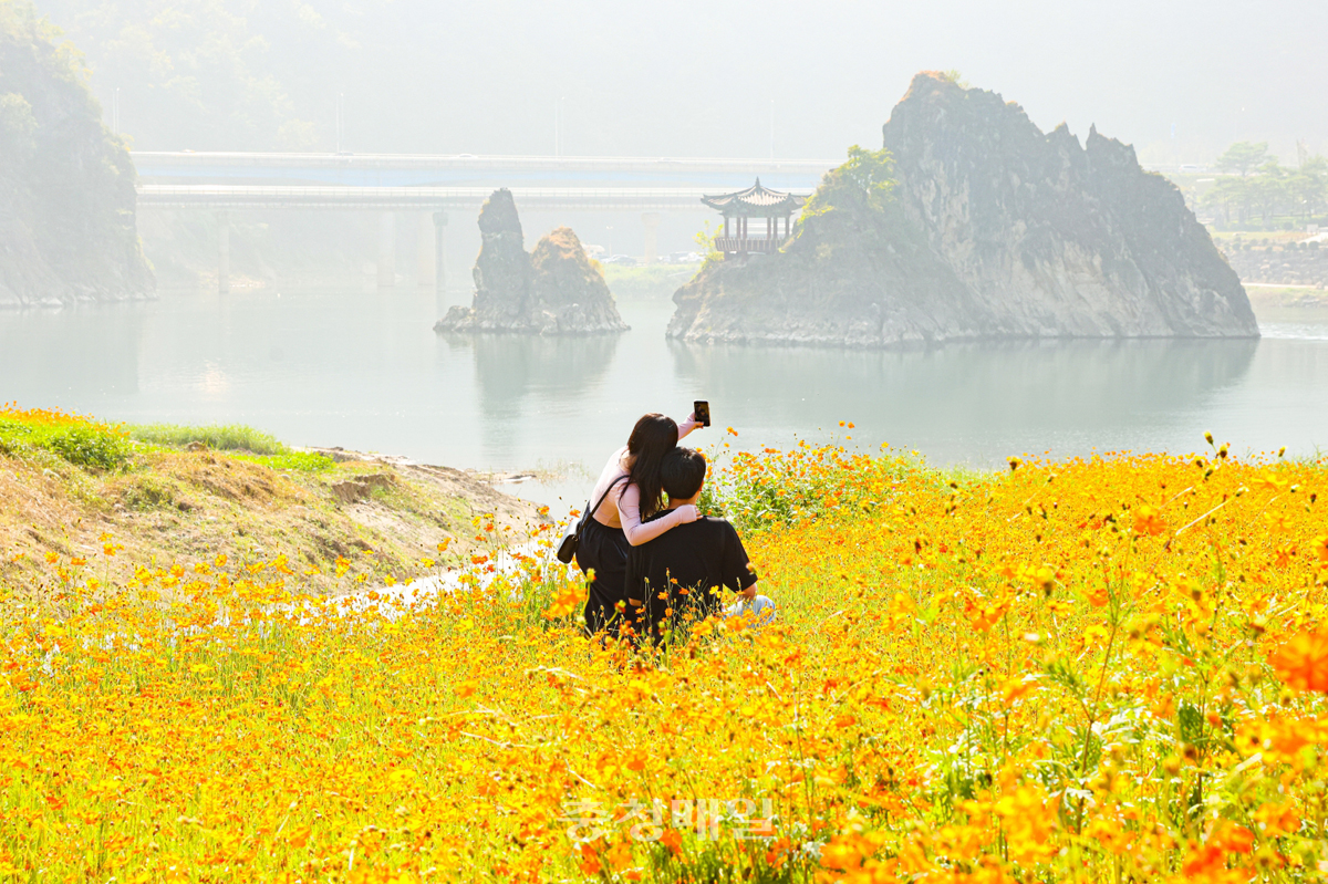 충북 단양 도담마을 황화 코스모스 꽃밭 모습.