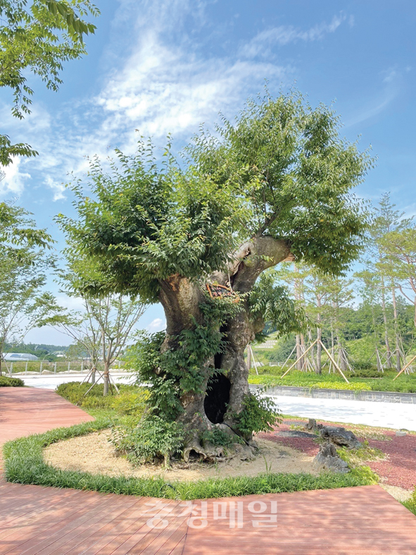 충북 영동군이 4억원을 들여 구입해 논란이 된 레인보우 힐링관광지의 벼락 맞은 천년 느티나무.