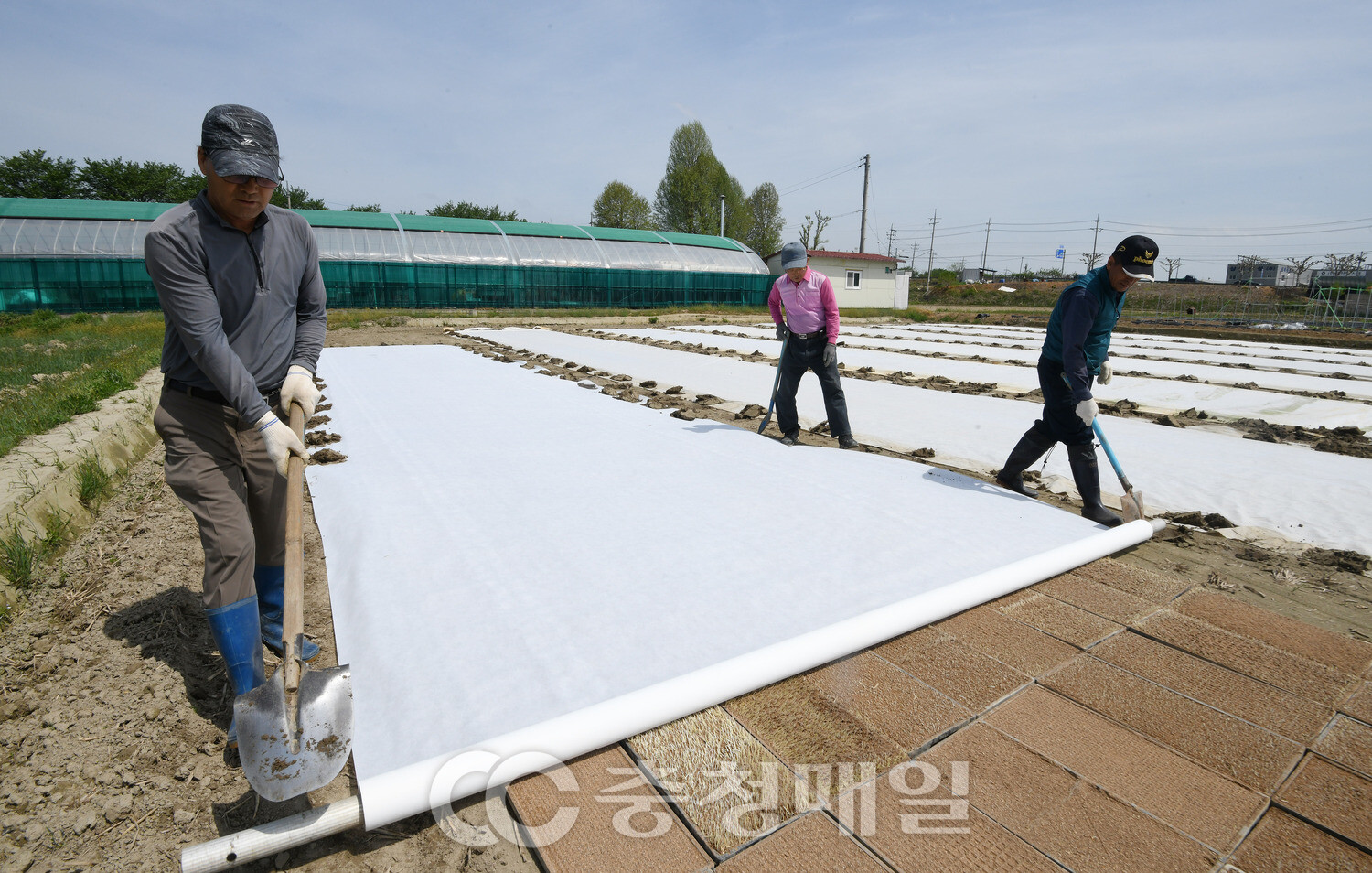 못자리 설치로 분주한 청주 들녘