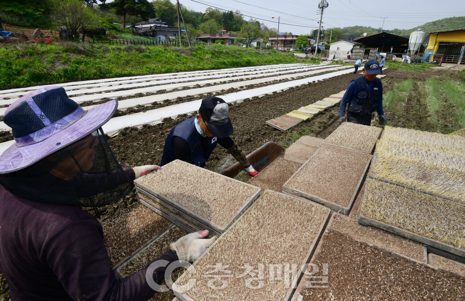 못자리 설치로 분주한 들녘